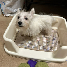 ����˼���ﹷ�������Ԅӱ���������������С��Ȯ��P����ʺƷ