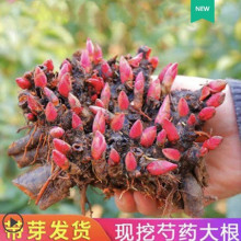 芍药根块带芽芍药种根牡丹芍药花根球当年开花室内庭院绿植盆栽