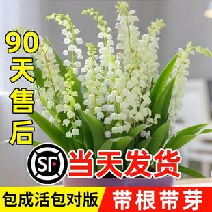 Lily of the Valley Potted Plant, Lily of the Valley Green Plant Bulbs, Indoor Fresh Flowers with Green Plant Buds, Cold-Resistant Tropical Roots and Buds, Easy to Grow
