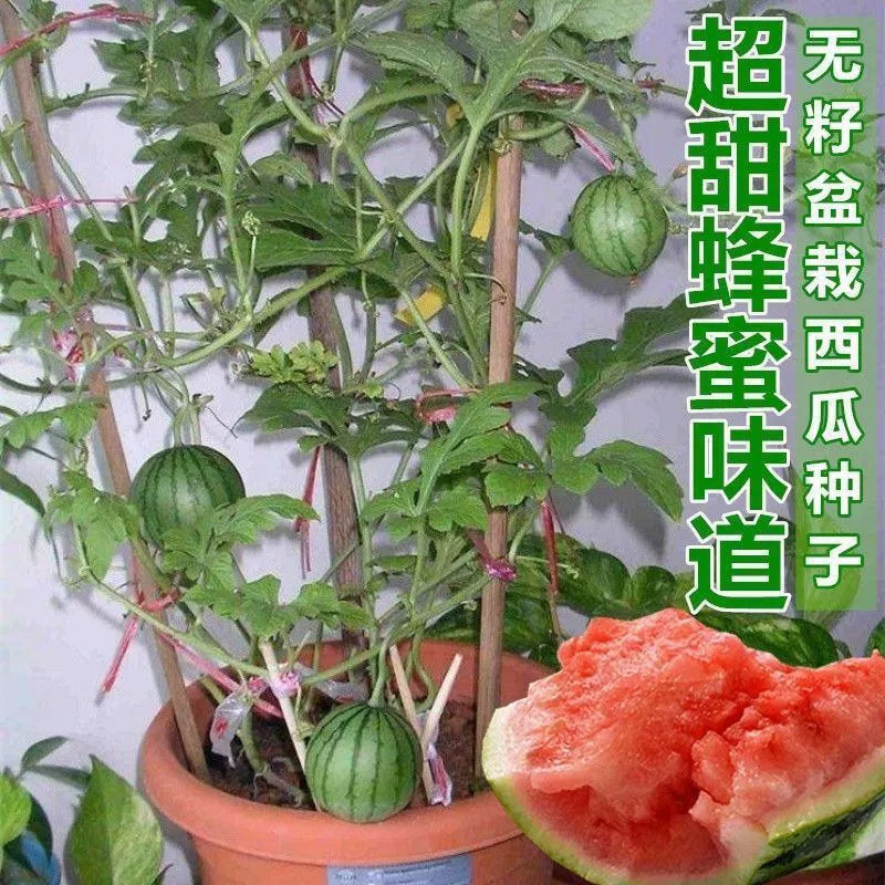 Супер сладкий Honeypot Маленькие семена арбуза Без косточек Маленький арбуз в горшке Тонкая кожа Арбуз Четыре сезона Посадка Балкон Садовая посадка