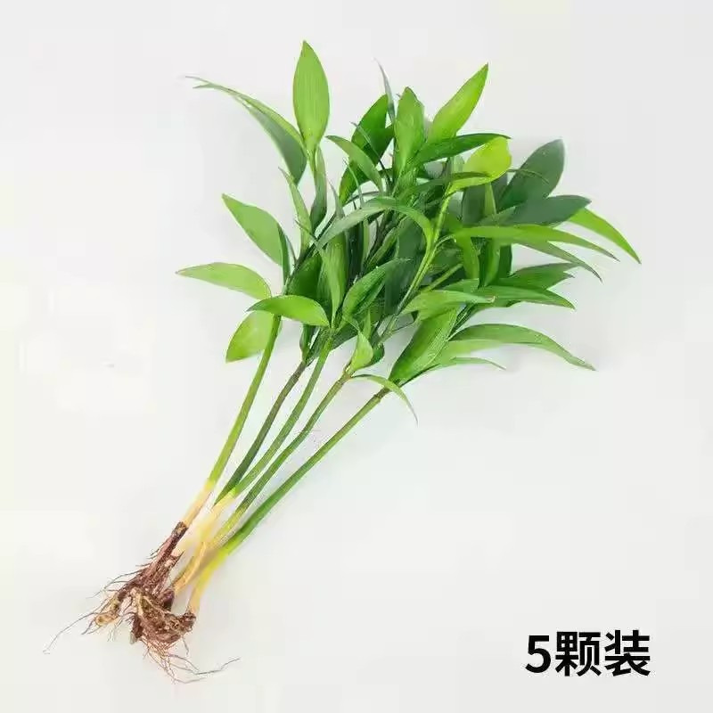 [초보자 시험심기] 대나무, 편백나무 모종 5그루