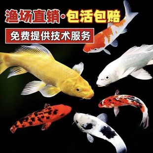 �\�����~���N��ˮ���~�^�p�~�������~�~�絭ˮ���B�ͻ�羳һ��