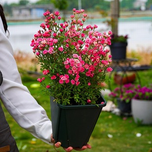 Japanese Super Micro Rose Flower Seedlings Bloom in All Seasons, Mini Miniature Rose Green Plants, Indoor Balcony Small Potted Plants, Easy to Maintain