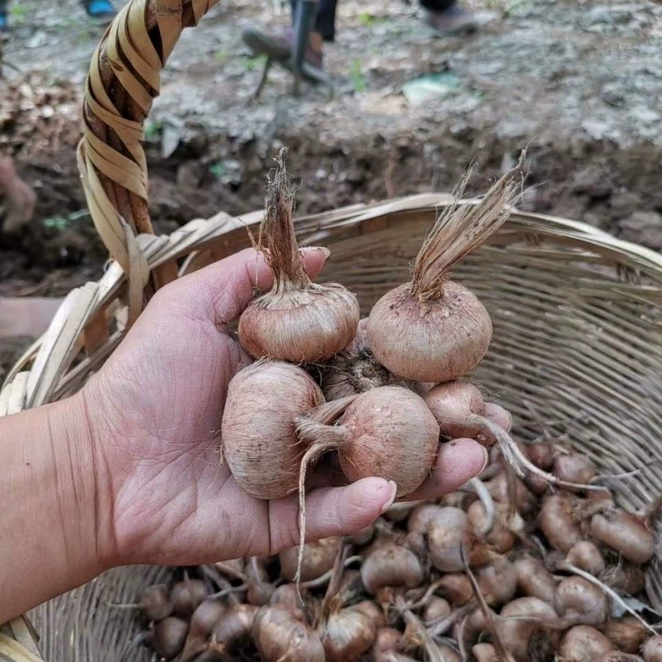 База оптовая продажа шафрана шафрана шафрана шафрана шафрана