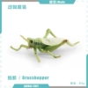 T15710 Grasshopper 5g