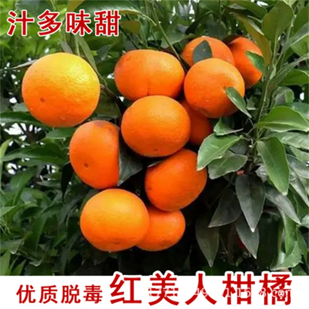 Красная рифма Ароматная Апельсиновая рассада Цитрусовые рассады Красное мясо Понкан Рассада Red Beauty Оранжевая рассада Посадка рассады на юге