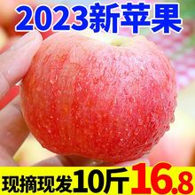 【2023新果】山西嘎啦红富士丑苹果当季孕妇水果新鲜包邮整箱批发