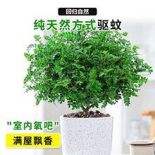 驱蚊草驱蚊虫清香木盆栽胡椒木花卉绿植四季好养植物