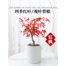 日本名贵红枫盆景树苗四季好养绿植物室内桌面盆栽老桩耐寒红舞姬