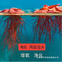 �����������������TС������̨�쾰�b������^�p��ֲ��ˮ��ȫ��