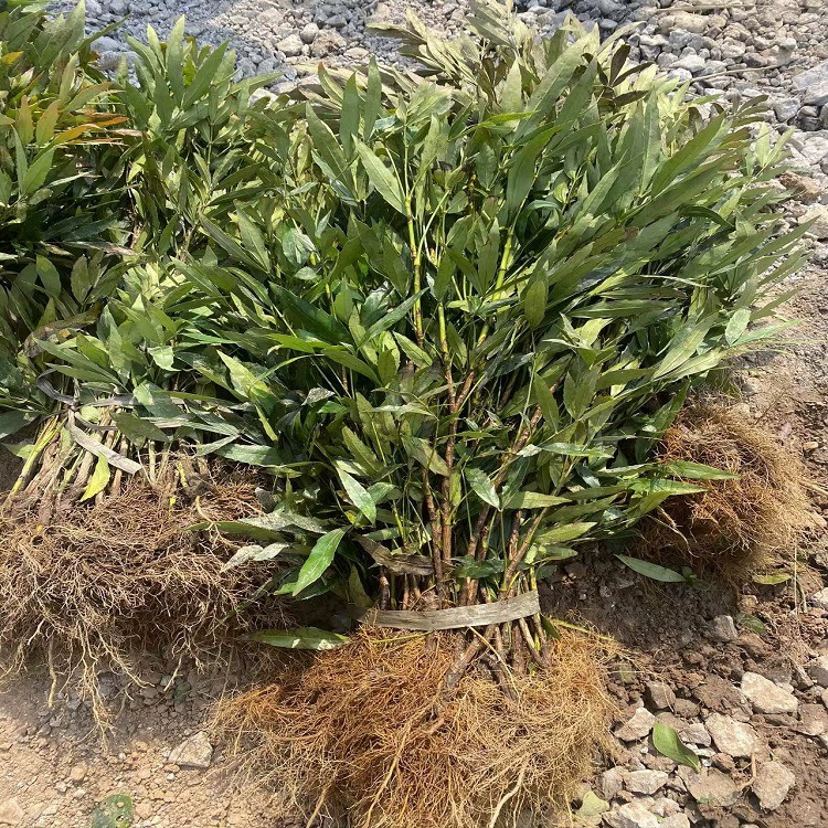 Десять великих заслуг Маленькая рассада Почва Коптис Узкий лист Тонкий лист Десять великих заслуг Дерево Сеялка Сад Сообщество Дорога Озеленение