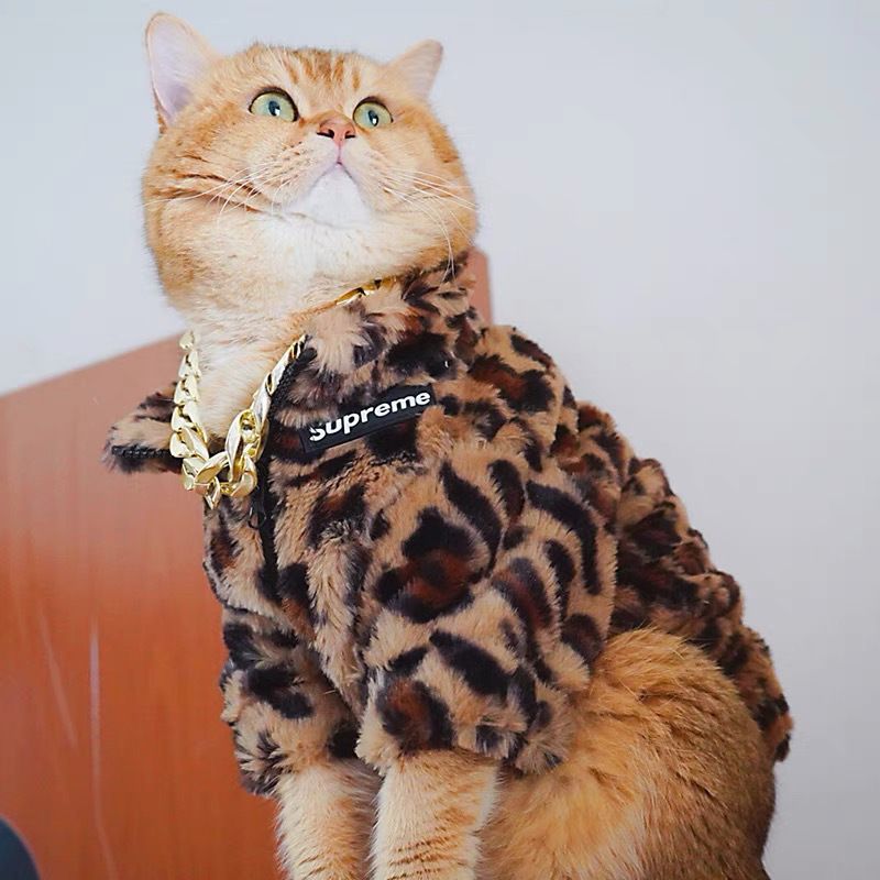 강아지 옷, 애완동물 새끼 고양이 옷, 가을 겨울 테디 비숑 찻잔 강아지 옷, 귀여운 소형 강아지 옷