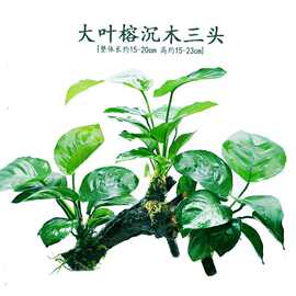 鱼缸造景沉木水草装饰懒人水草新手耐养植物水榕活体绿金钱多头草