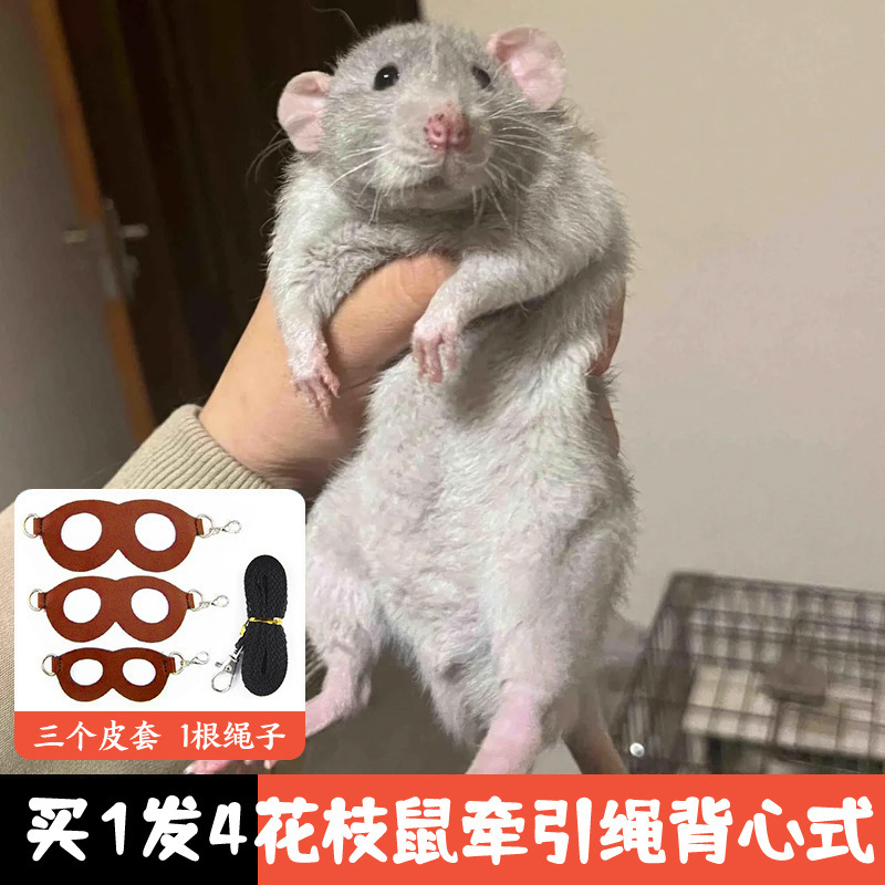 花枝鼠牵引绳背心式外带遛溜仓鼠专用外出神器小宠衣服用品小绳子|undefined