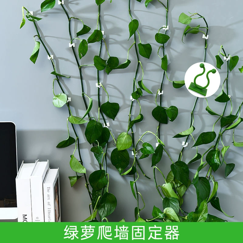Зеленая Роза альпинистский настенный фиксатор без перфорации без отметки без настенного растения альпинистская стойка крюк Snap Vine Clip Оптовая продажа