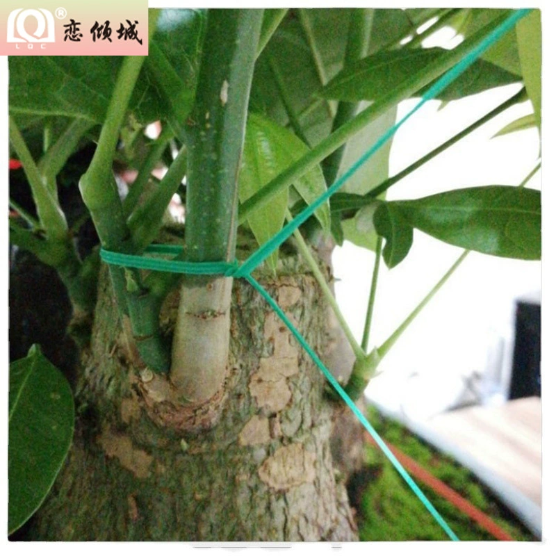 Прямая поставка с завода, садоводство, цветы и дерево, связывающий кабель, стяжка 20/30 м 50 м 100 м, аппаратные инструменты
