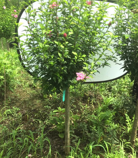 Dropshipping Double Hibiscus Flower Seedlings Cold-Resistant Florals Balcony Potted Ground Planting Courtyard House Ornamental Florals High Pole