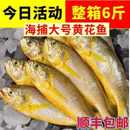 黄花鱼新鲜冷冻纯黄鱼小黄鱼海鲜水产批发鲜活整箱