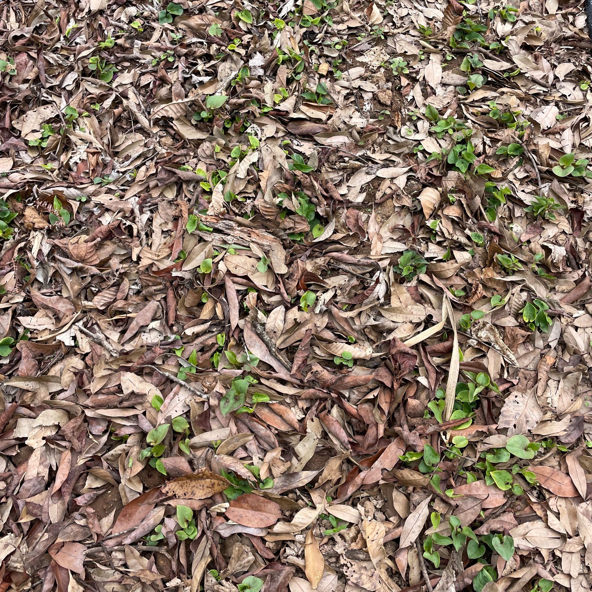 鱼腥草种植 (28).JPG