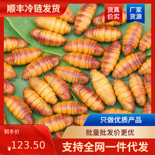 【順豐包郵】批發 食用級冷凍蠶蛹新鮮凍小蛹 商用 冷凍金絲蠶蛹