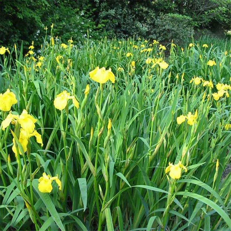 Желтый цветок Ирис Желтый Acorus Водные цветы Водные растения Рыба Пруд Озеленение растений Желтый Acorus Молодые саженцы