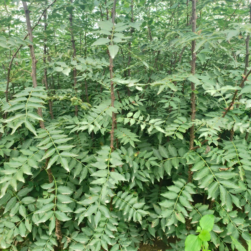 大量批发出售50厘米1米花椒苗 毛细根发达移栽易成活无刺花椒苗