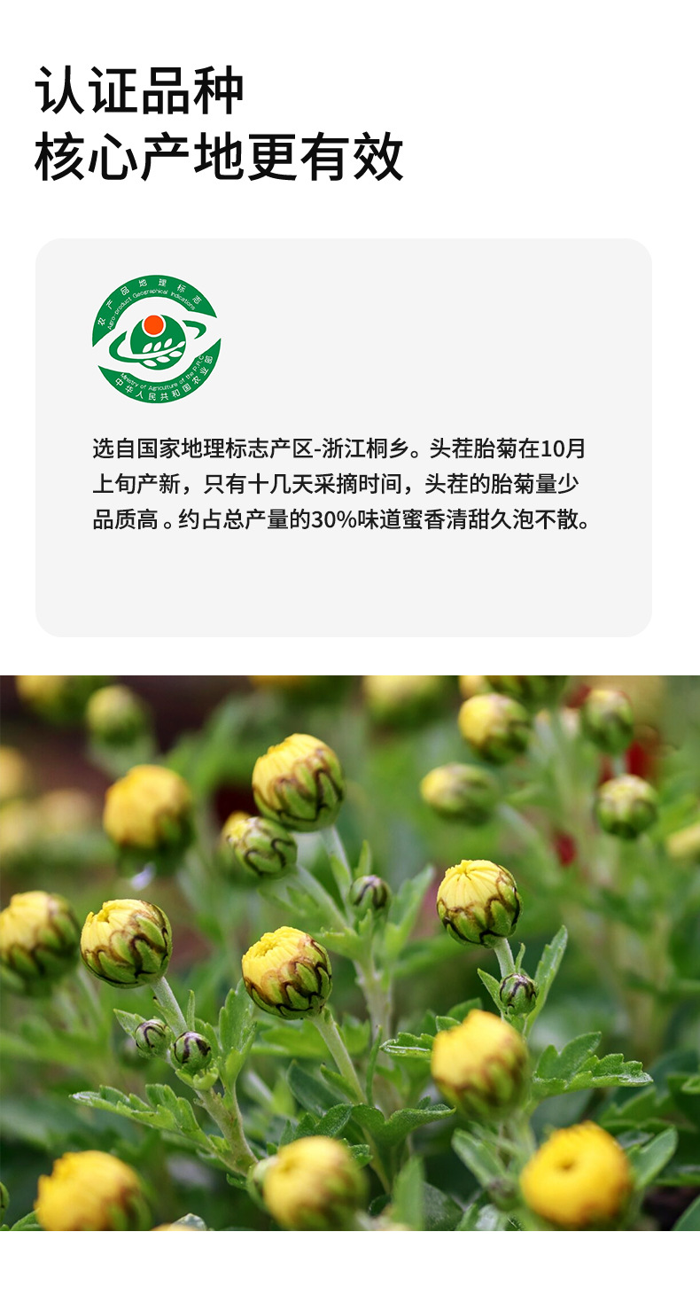 Tai Ju Chrysanthemum Tea Buds 90g Can Dried Taiju Herbal Flower Tea from Zhejiang Tongxiang quality and texture