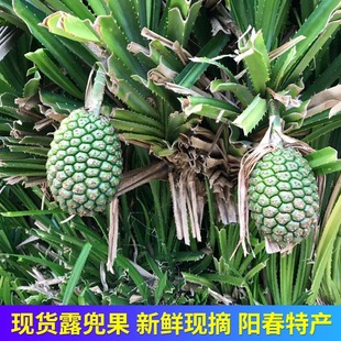 Ұ��¶�����ٲ��}Ұ��ɽ���}���r�{����¶�������������ꖴ�