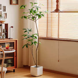 绿植室内客厅角落发财树植物大盆栽轻奢感软装摆件