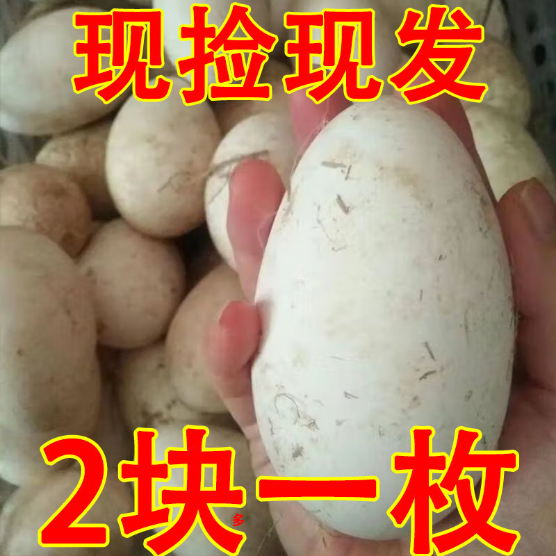 Fresh Goose Eggs for Pregnant Women, Farm-Raised Free-Range Goose Eggs, Authentic Freshly Picked and Shipped, 6 Selected Goose Eggs, 80-120 Grams