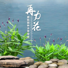 �������N��ˮ��ֲ�ﻨ�N�ļ����N�׻��ͺ��������޸�����ͦˮֲ��