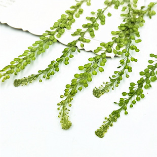 Lone Vegetables Dried Leaves Bark Flowers Real Leaves Plant Specimen Bookmark Petal Makeup Embossed Table Lamp Candle Silk Fan
