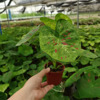 [Direct supply of the base] Green plant flower potted home flower potted flowers 90 flower matcha colorful leaf taro