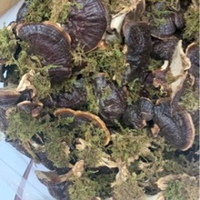 LɽҰ½߅`֥`֥߅ɼ`ֳ֥֥؛֧