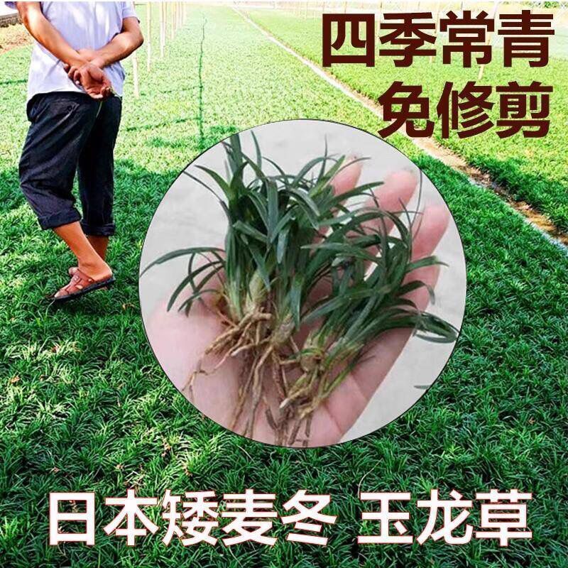 Japanese Dwarf Ophiopogon Grass Seedlings, Cold-Resistant, for Villa Gardens, Landscaping, Lawn Plants, with Soil, Ophiopogon Grass Seedlings, Yulong Grass Japanese Dwarf Ophiopogon Grass Seedlings, Cold-Resistant, for Villa Gardens, Landscaping, Lawn Plants, with Soil, Ophiopogon Grass Seedlings, Yulong Grass