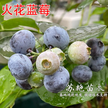 �{ݮ�����V��һ̖�ش���{ݮ�����Ե����Ϸ������Nֲ����Y��