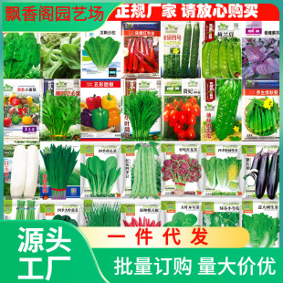 Dropshipping Vegetable Seeds for Sowing in All Seasons, Home Balcony Potted Courtyard, Chicken Feathers, Leeks, Cucumbers, Lettuce, Parsley