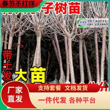 һlشӘ޽ӷͥԺϱtڲ