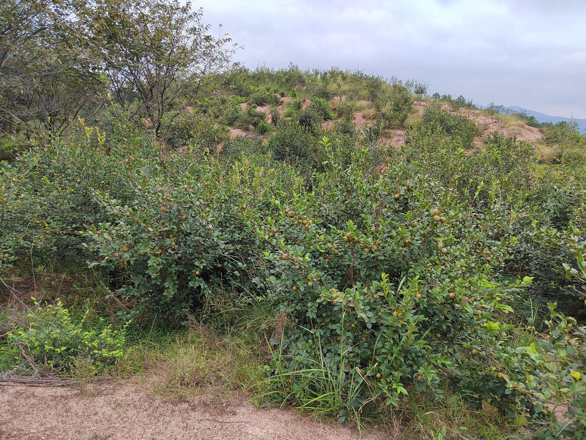 油茶籽和山茶油-18