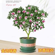 金边瑞香室内观花耐寒植物花卉老桩带花苞大小花苗盆栽浓香型盆景