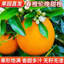 湖北秭归伦晚新鲜当季水果高山橙子现摘现发一件批发代发产地直供