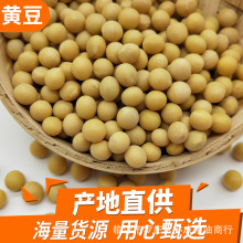 大黄豆批发东北大豆50斤笨黄豆黄大豆批发散装五谷杂粮大豆