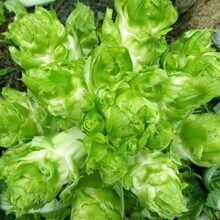 蔬菜种子四川儿菜种子四季蔬菜种籽早熟抱子芥娃娃菜四季易活易播