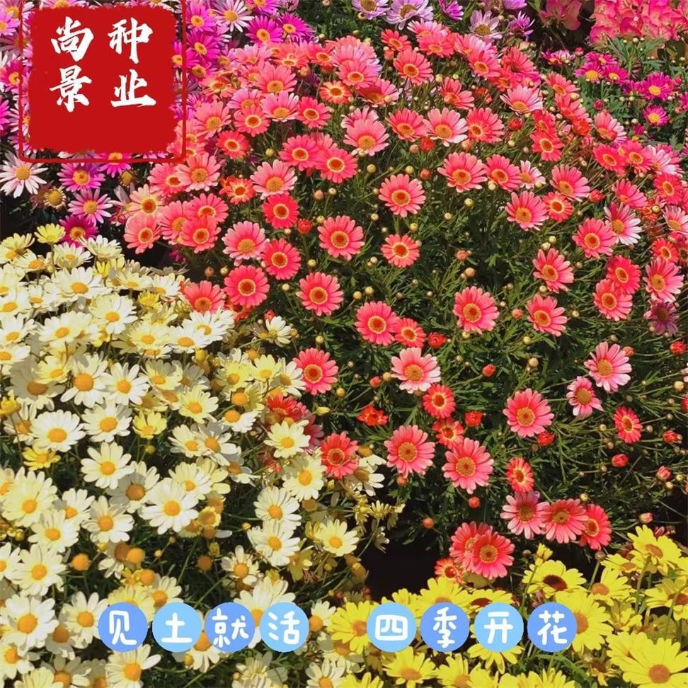 糖果菊玛格丽特菊花籽花种春季四季种植开花阳台庭院盆栽