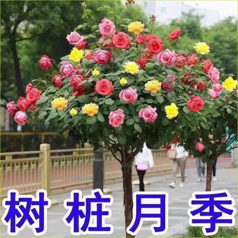 树状月季花苗树桩月季高杆玫瑰花四季开盆栽植物室内好养花卉绿植