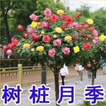 树状月季花苗树桩月季高杆玫瑰花四季开盆栽植物室内好养花卉绿植
