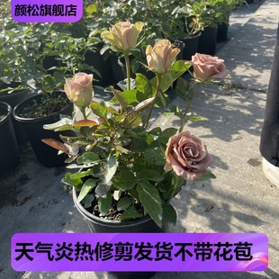 Amnesia Is Also Called Nicholas's First Love, Retro Color Super-Cut Flower Rose Variety Balcony Garden Potted Plant