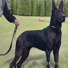 纯种黑狼犬幼犬活体小狗活物宠物狗狗黑狼狼狗大型犬护卫犬工作犬