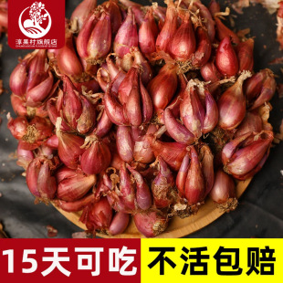 Onions, Red Onions, Four-Season Chives, Onion Seeds, Vegetable Seeds, Onions, Local Shallots, Wholesale