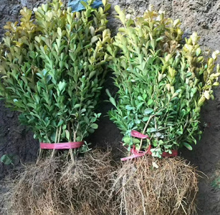 One Piece of Dropshipping Single-Dried Boxwood Small-Leaf Boxwood Saplings Melon Seeds Boxwood Saplings Greening Seedlings Courtyard House Community Green